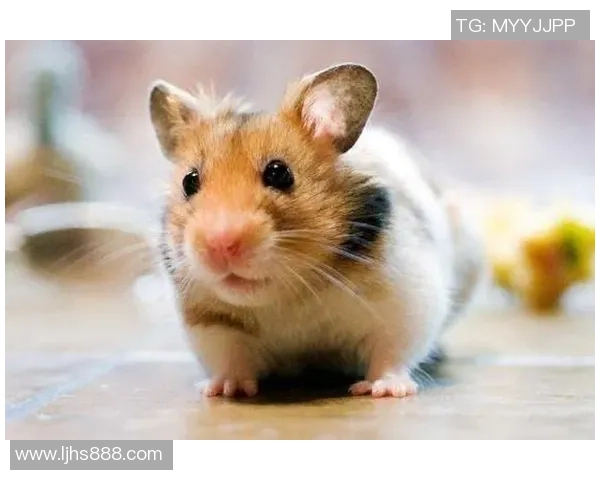 足球明星生肖鼠的身份揭秘与成就回顾